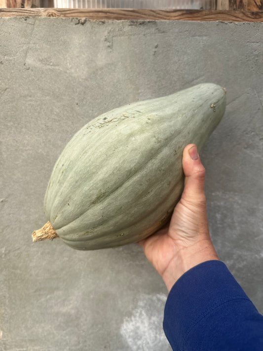 Squash - Guatemalan Blue Hubbard