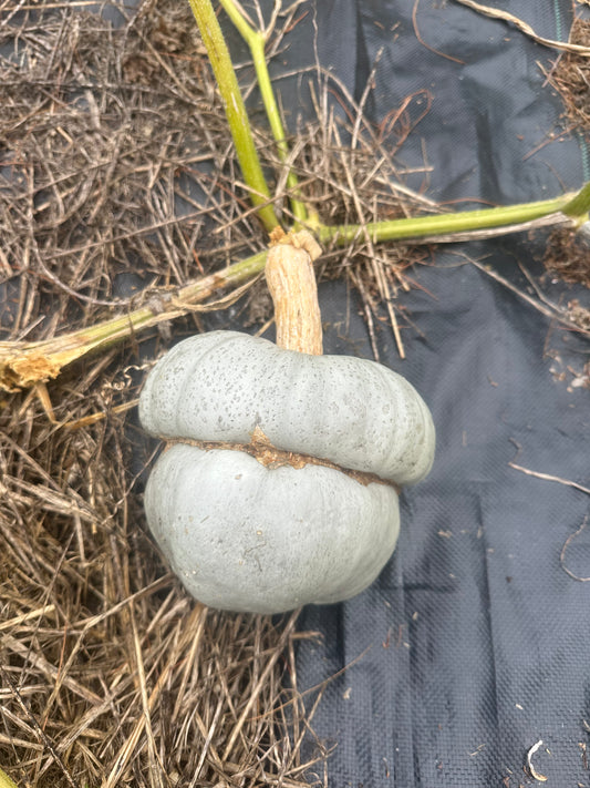 Squash - Zucca Mantovana