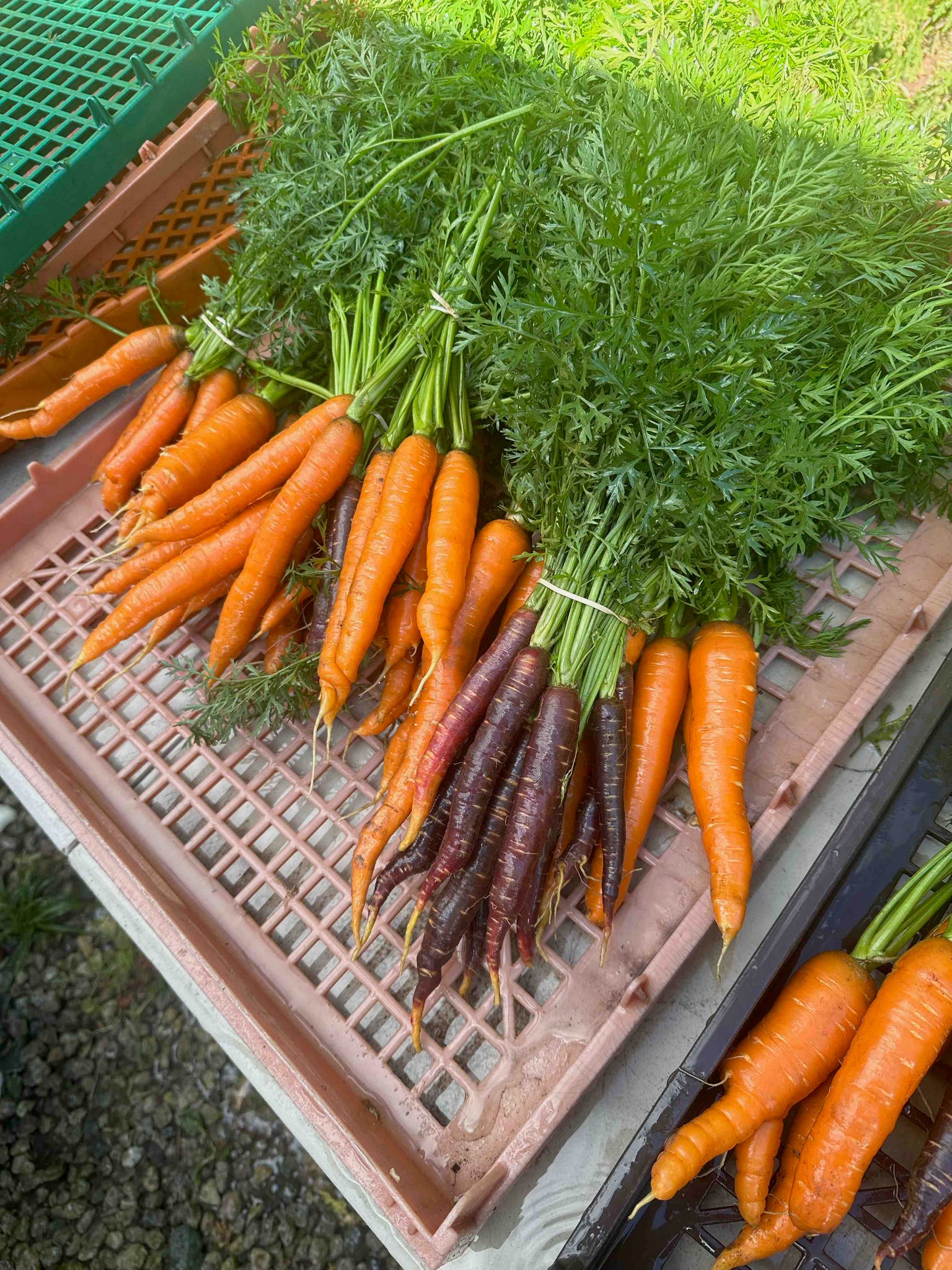 Red Carrots - bunch