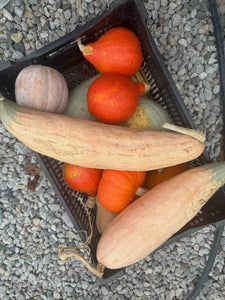 'Canned Pumpkin'