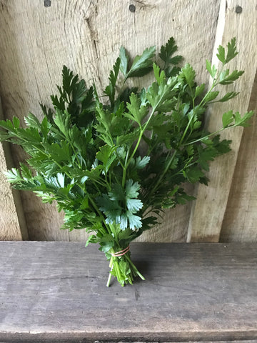 Herbs - Italian Flat Leaf Parsley