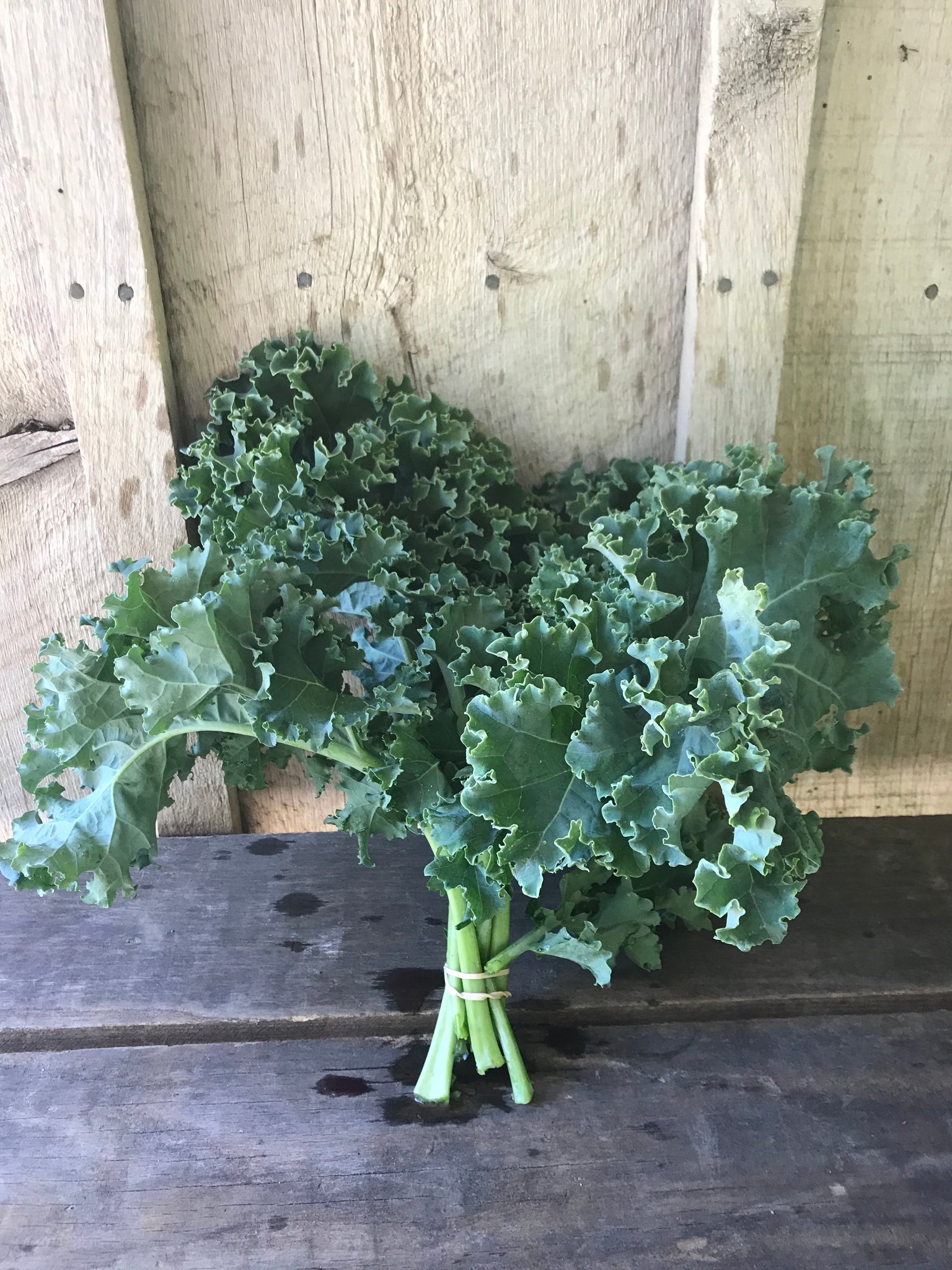 Greens - Curly Green Kale