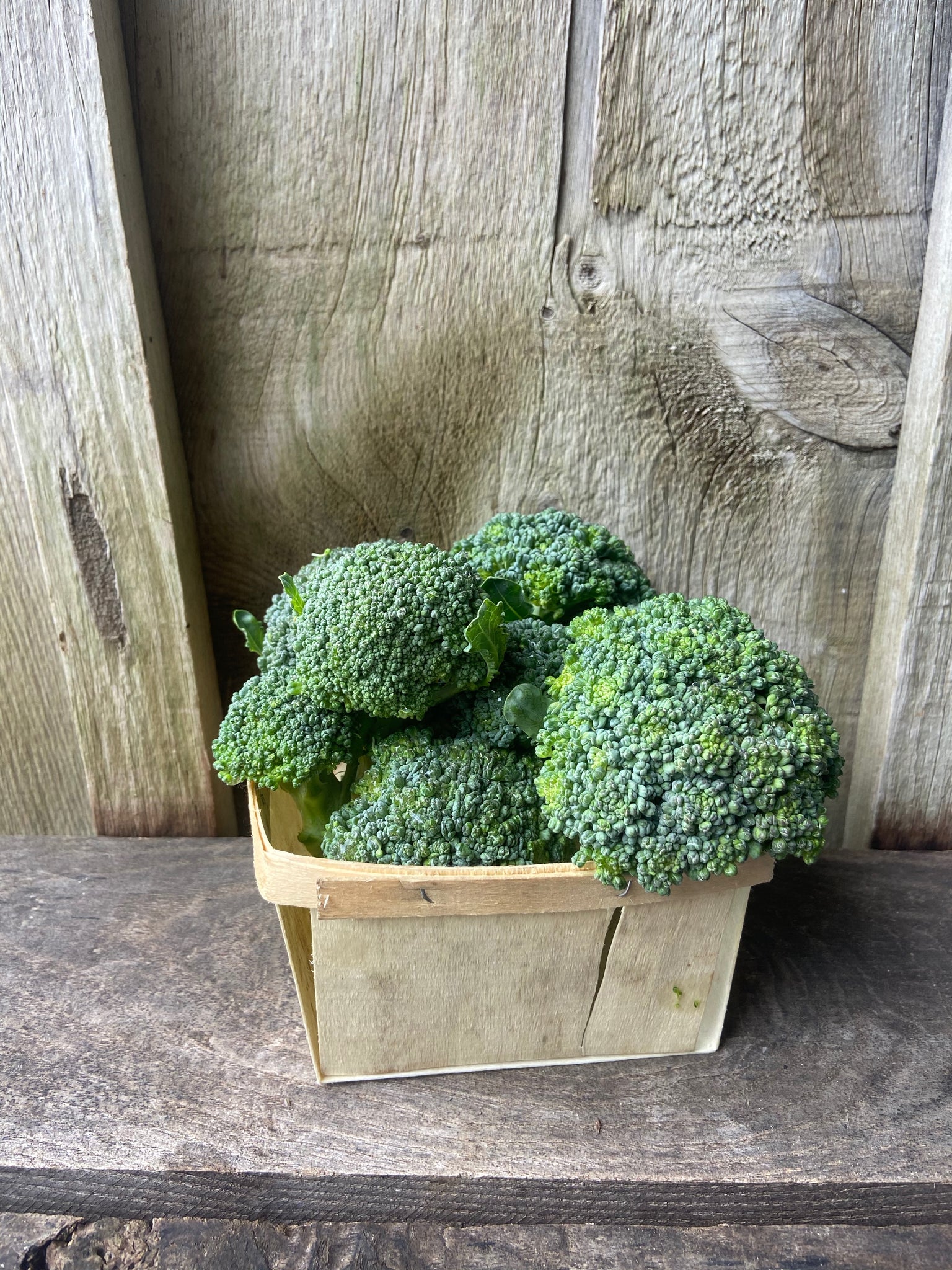 Broccoli Bites