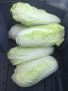 Napa Cabbage