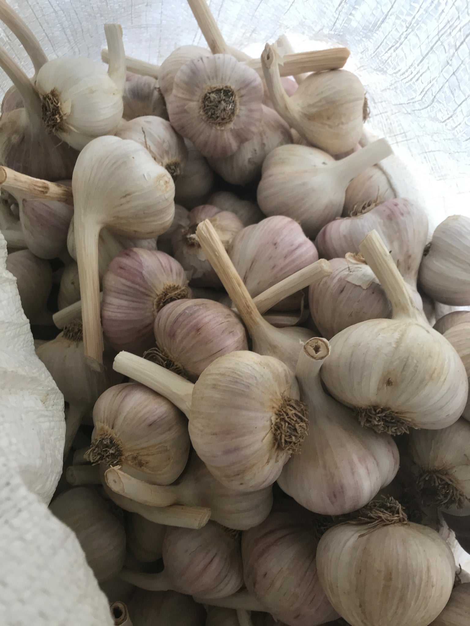 Garlic