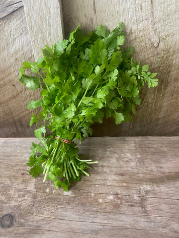 Herbs - Cilantro