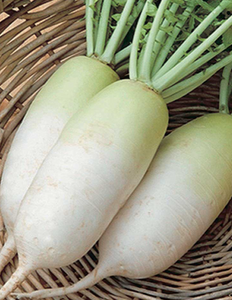 Radish - Daikon (2)