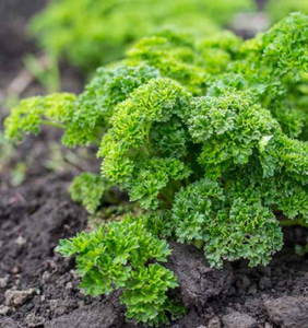 Herbs - Curly Parsley