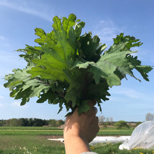 Greens - Russian Kale