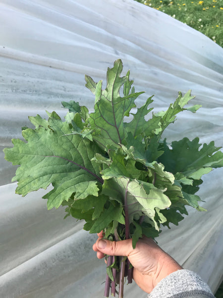 Greens - Russian Kale