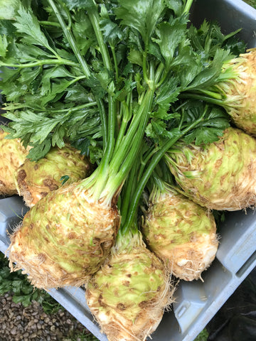 Celeriac (celery root)